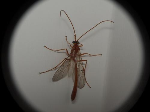 Réf. 236 589 : Enicospilus sp.